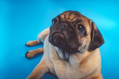 A yakın çekim mavi bir arka plan üzerinde bir kameraya bakarak bir kahverengi pug köpek.