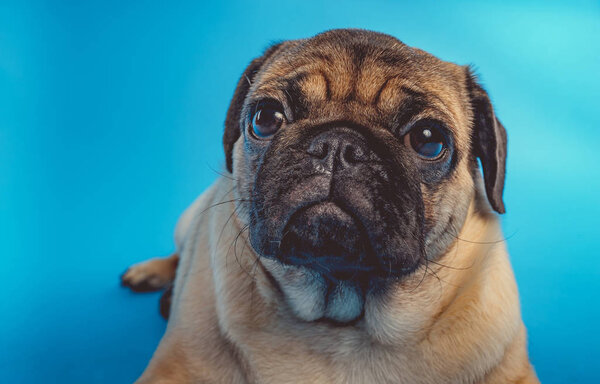 A close up of a brown pug dog looking at a camera on a blue background.