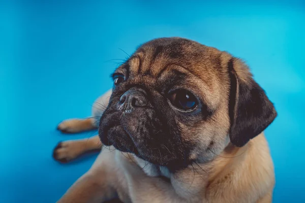Bliska Brązowy Mops Pies Patrząc Kamery Niebieskim Tle — Zdjęcie stockowe