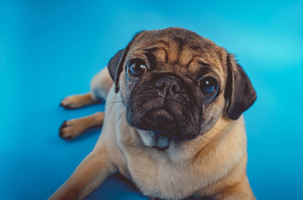 A close up of a brown pug dog looking at a camera on a blue background.