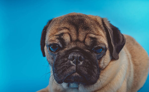 A close up of a brown pug dog looking at a camera on a blue background.