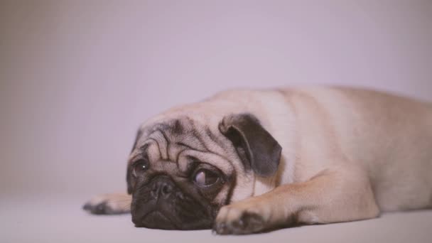 Gracioso Cachorro Pug Retrato Perrito Lindo Con Grandes Ojos Tristes — Vídeo de stock