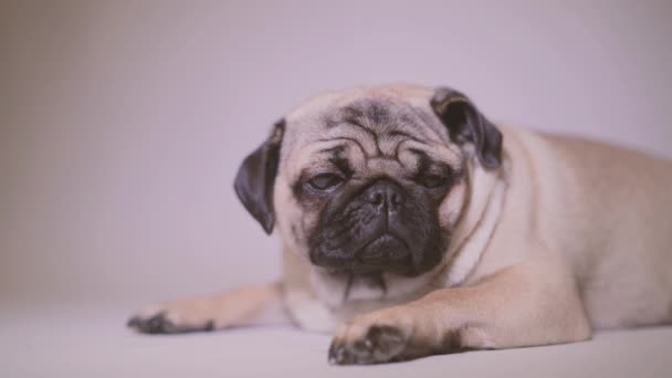 有趣的帕格小狗 一个可爱的小狗的肖像与大悲伤的眼睛和质疑看在白色的背景 米色的小狗与巨大的眼睛 — 图库视频影像
