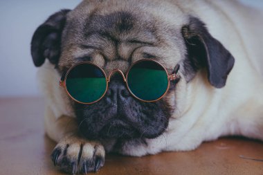 Pug yerde dinleniyor. Kameraya bakarak köpek yavrusu. Güzel köpek