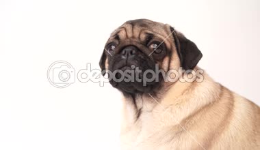 Boksör, beyaz arka plan üzerinde köpek. Sevimli dost şişman tombul pug köpek yavrusu. Beyaz izole Evcil hayvan, köpek severler,.