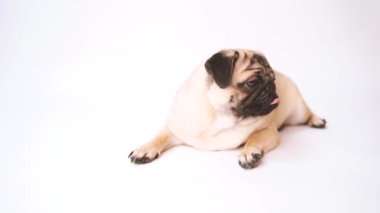 Boksör, beyaz arka plan üzerinde köpek. Sevimli dost şişman tombul pug köpek yavrusu. Beyaz izole Evcil hayvan, köpek severler,.