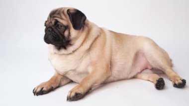 Boksör, beyaz arka plan üzerinde köpek. Sevimli dost şişman tombul pug köpek yavrusu. Beyaz izole Evcil hayvan, köpek severler,.