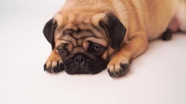 Boksör, beyaz arka plan üzerinde köpek. Sevimli dost şişman tombul pug köpek yavrusu. Beyaz izole Evcil hayvan, köpek severler,.