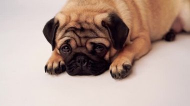 Boksör, beyaz arka plan üzerinde köpek. Sevimli dost şişman tombul pug köpek yavrusu. Beyaz izole Evcil hayvan, köpek severler,.