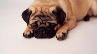 Boksör, beyaz arka plan üzerinde köpek. Sevimli dost şişman tombul pug köpek yavrusu. Beyaz izole Evcil hayvan, köpek severler,.