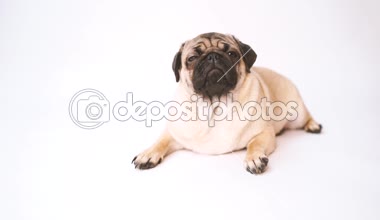 Boksör, beyaz arka plan üzerinde köpek. Sevimli dost şişman tombul pug köpek yavrusu. Beyaz izole Evcil hayvan, köpek severler,.