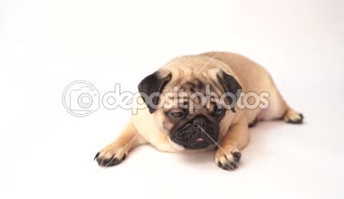 Boksör, beyaz arka plan üzerinde köpek. Sevimli dost şişman tombul pug köpek yavrusu. Beyaz izole Evcil hayvan, köpek severler,.