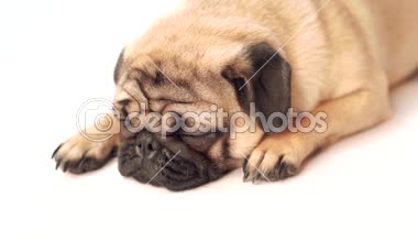 Boksör, beyaz arka plan üzerinde köpek. Sevimli dost şişman tombul pug köpek yavrusu. Beyaz izole Evcil hayvan, köpek severler,.