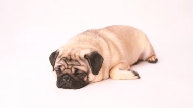 Boksör, beyaz arka plan üzerinde köpek. Sevimli dost şişman tombul pug köpek yavrusu. Beyaz izole Evcil hayvan, köpek severler,.