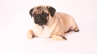 Boksör, beyaz arka plan üzerinde köpek. Sevimli dost şişman tombul pug köpek yavrusu. Beyaz izole Evcil hayvan, köpek severler,.