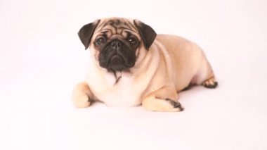 Boksör, beyaz arka plan üzerinde köpek. Sevimli dost şişman tombul pug köpek yavrusu. Beyaz izole Evcil hayvan, köpek severler,.