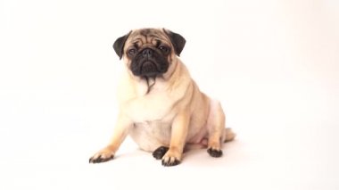 Boksör, beyaz arka plan üzerinde köpek. Sevimli dost şişman tombul pug köpek yavrusu. Beyaz izole Evcil hayvan, köpek severler,.