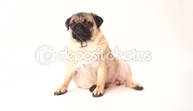 Boksör, beyaz arka plan üzerinde köpek. Sevimli dost şişman tombul pug köpek yavrusu. Beyaz izole Evcil hayvan, köpek severler,.