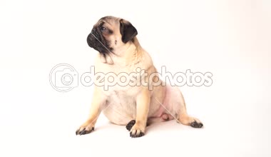 Boksör, beyaz arka plan üzerinde köpek. Sevimli dost şişman tombul pug köpek yavrusu. Beyaz izole Evcil hayvan, köpek severler,.