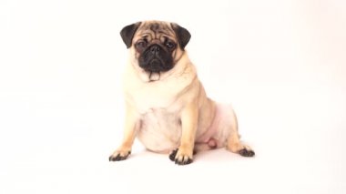 Boksör, beyaz arka plan üzerinde köpek. Sevimli dost şişman tombul pug köpek yavrusu. Beyaz izole Evcil hayvan, köpek severler,.