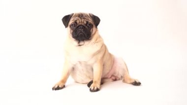 Boksör, beyaz arka plan üzerinde köpek. Sevimli dost şişman tombul pug köpek yavrusu. Beyaz izole Evcil hayvan, köpek severler,.