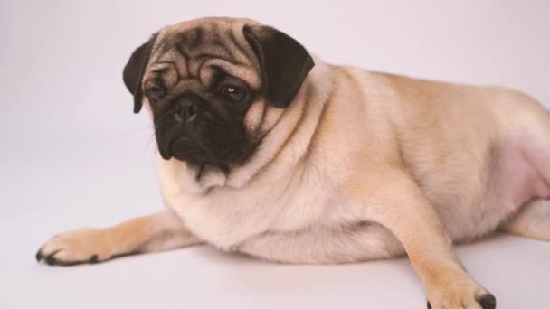 Boksör Beyaz Arka Plan Üzerinde Köpek Sevimli Dost Şişman Tombul — Stok video