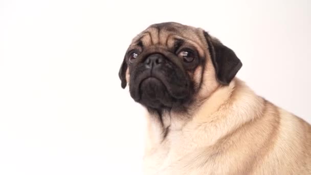 Pug Dog White Background Cute Friendly Fat Chubby Pug Puppy — Stock Video