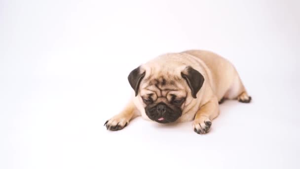 Mopshond Hond Witte Achtergrond Leuke Vriendelijke Fat Mollige Pug Puppy — Stockvideo