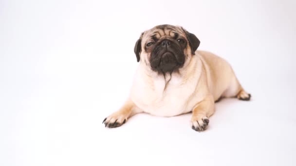 Pug Perro Sobre Fondo Blanco Lindo Cachorro Gordito Gordito Mascotas — Vídeo de stock