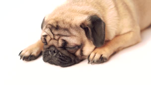 Pug Chien Sur Fond Blanc Mignon Chiot Chiot Chiot Gras — Video