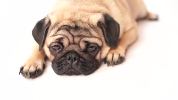 Pug Perro Sobre Fondo Blanco Lindo Cachorro Gordito Gordito Mascotas — Vídeo de stock