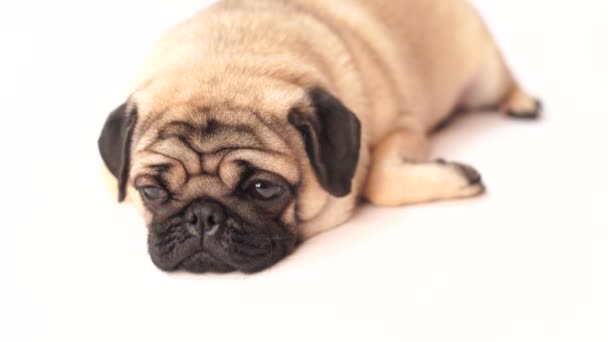 Pug 바탕에 귀여운 뚱뚱한 Pug 강아지입니다 — 비디오