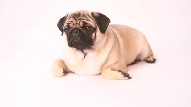 Pug Perro Sobre Fondo Blanco Lindo Cachorro Gordito Gordito Mascotas — Vídeos de Stock