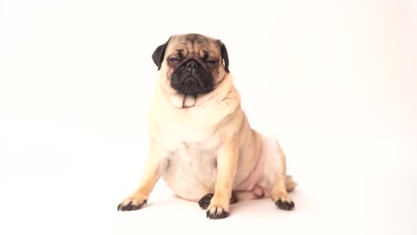 Pug Cão Fundo Branco Bonito Filhote Cachorro Gordo Gordinho Amigável — Vídeo de Stock