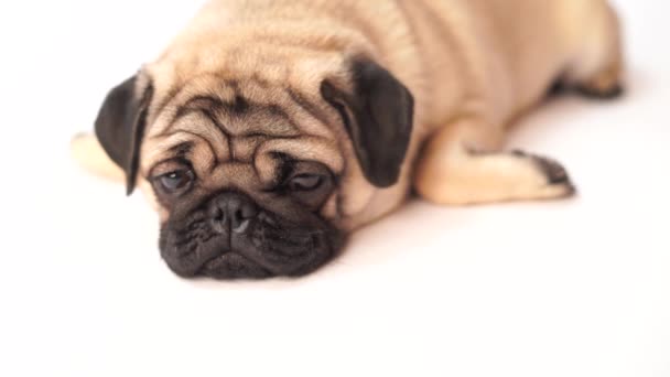 Pug 바탕에 귀여운 뚱뚱한 Pug 강아지입니다 — 비디오