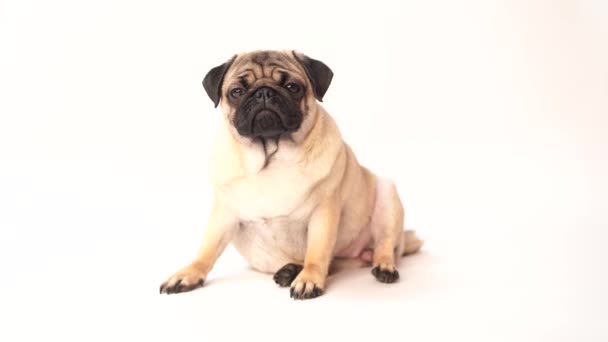 Pug Perro Sobre Fondo Blanco Lindo Cachorro Gordito Gordito Mascotas — Vídeo de stock