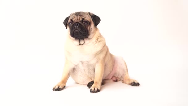 Pug Dog White Background Cute Friendly Fat Chubby Pug Puppy — Stock Video