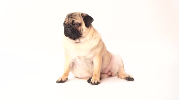 Pug Cão Fundo Branco Bonito Filhote Cachorro Gordo Gordinho Amigável — Vídeo de Stock