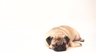 Boksör, beyaz arka plan üzerinde köpek. Sevimli dost şişman tombul pug köpek yavrusu. Beyaz izole Evcil hayvan, köpek severler,.