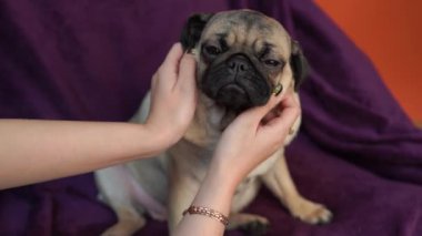 Komik pug köpek yavrusu bir battaniyeye sarılmış. Şirin pug köpek büyük hüzünlü gözleri ve sevimli yüzü, bej Spitz iri gözleri ile portresi