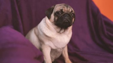Komik boksör, bir sandalyeye dinlenme köpek yavrusu. Şirin pug köpek büyük hüzünlü gözleri ve sevimli yüzü, bej Spitz iri gözleri ile portresi