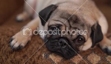 Komik boksör, bir sandalyeye dinlenme köpek yavrusu. Şirin pug köpek büyük hüzünlü gözleri ve sevimli yüzü, bej Spitz iri gözleri ile portresi