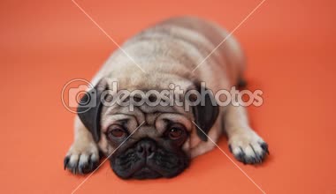 Turuncu zemin üzerine komik Pug köpek yavrusu. Portre sevimli pug köpek büyük hüzünlü gözleri ve turuncu bir arka plan üzerinde büyük gözlü turuncu arka plan, bej hem de bir tarih sorgulama bir göz ile