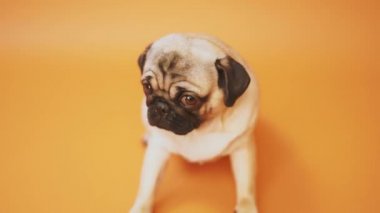 Turuncu zemin üzerine komik Pug köpek yavrusu. Portre sevimli pug köpek büyük hüzünlü gözleri ve turuncu bir arka plan üzerinde büyük gözlü turuncu arka plan, bej hem de bir tarih sorgulama bir göz ile