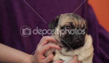 Komik boksör, bir sandalyeye dinlenme köpek yavrusu. Şirin pug köpek büyük hüzünlü gözleri ve sevimli yüzü, bej Spitz iri gözleri ile portresi