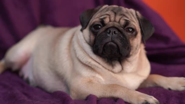 Pug Engraçado Cachorro Descansando Uma Cadeira Retrato Cachorro Bonito Com — Vídeo de Stock