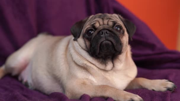 Carlino Divertente Cucciolo Che Riposa Una Sedia Ritratto Simpatico Cane — Video Stock