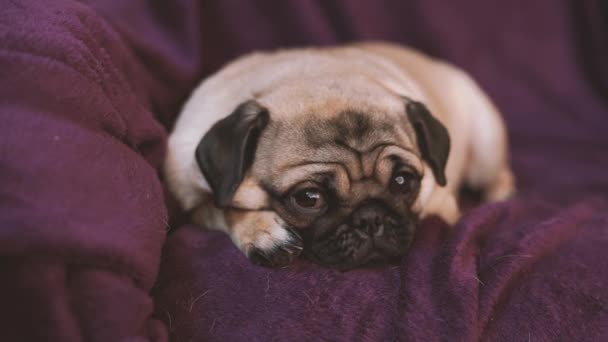 パグは 椅子で休んで子犬が面白い 大きな悲しい目とかわいい顔 巨大な目を持つベージュ スピッツかわいいパグ犬の肖像画 — ストック動画