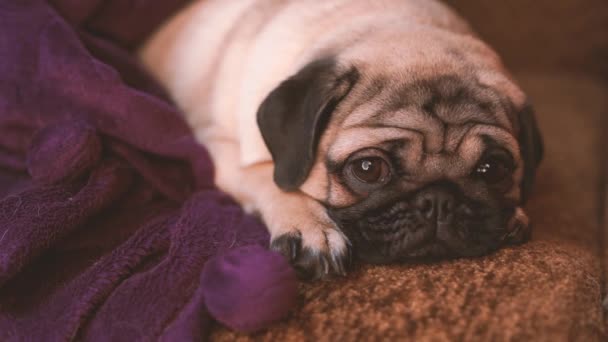 Grappige Pug Puppy Rust Een Stoel Portret Van Schattige Mops — Stockvideo