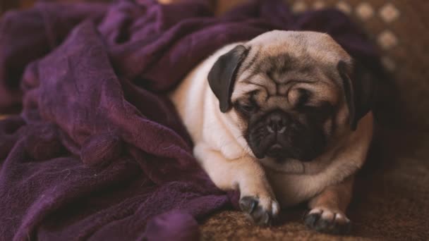 Grappige Pug Puppy Rust Een Stoel Portret Van Schattige Mops — Stockvideo